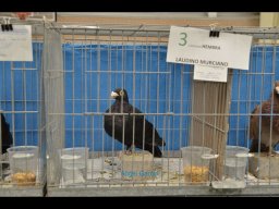 Concurso de Palomas 2012